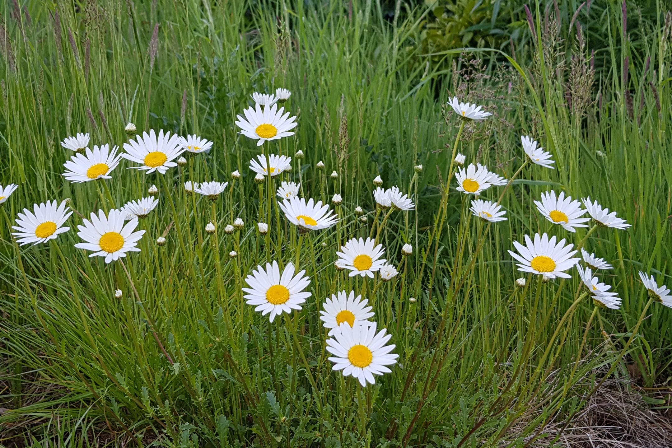 Wiese mit Gänseblümchen