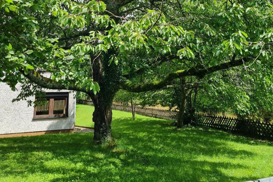Kirschbaum am Pfarrheim in Außen