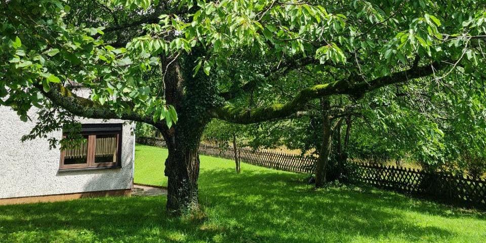 Kirschbaum am Pfarrheim in Außen